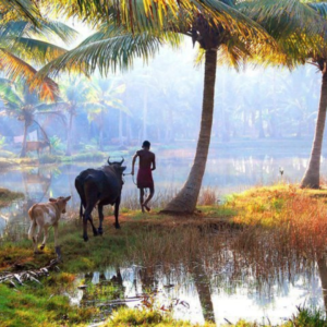Ramesh Reddy