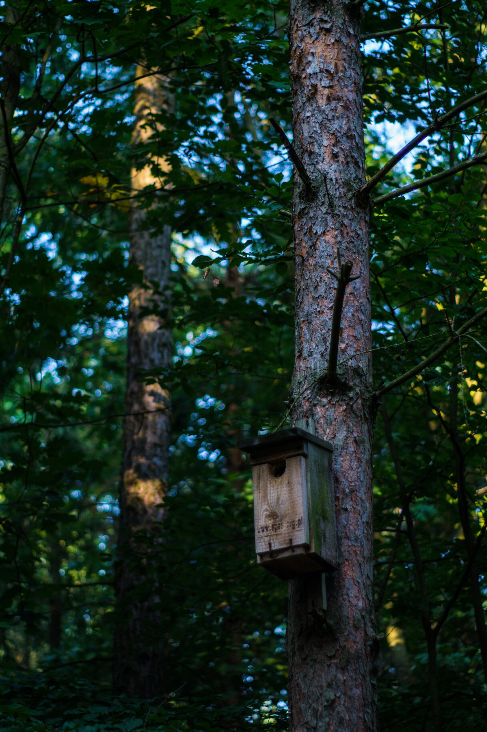 a birdhouse hanging from a tree in the woods