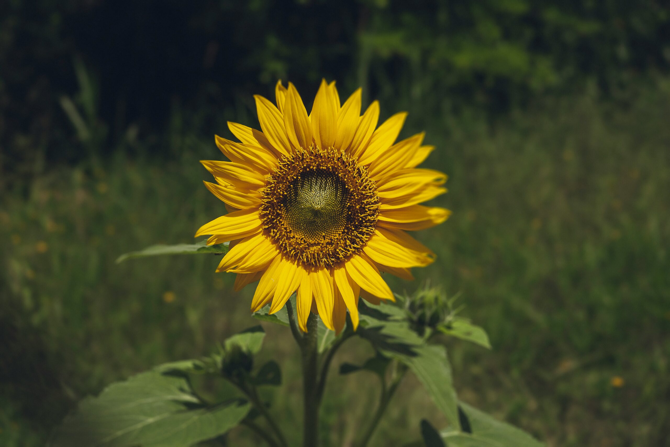 a yellow flower with green leaves