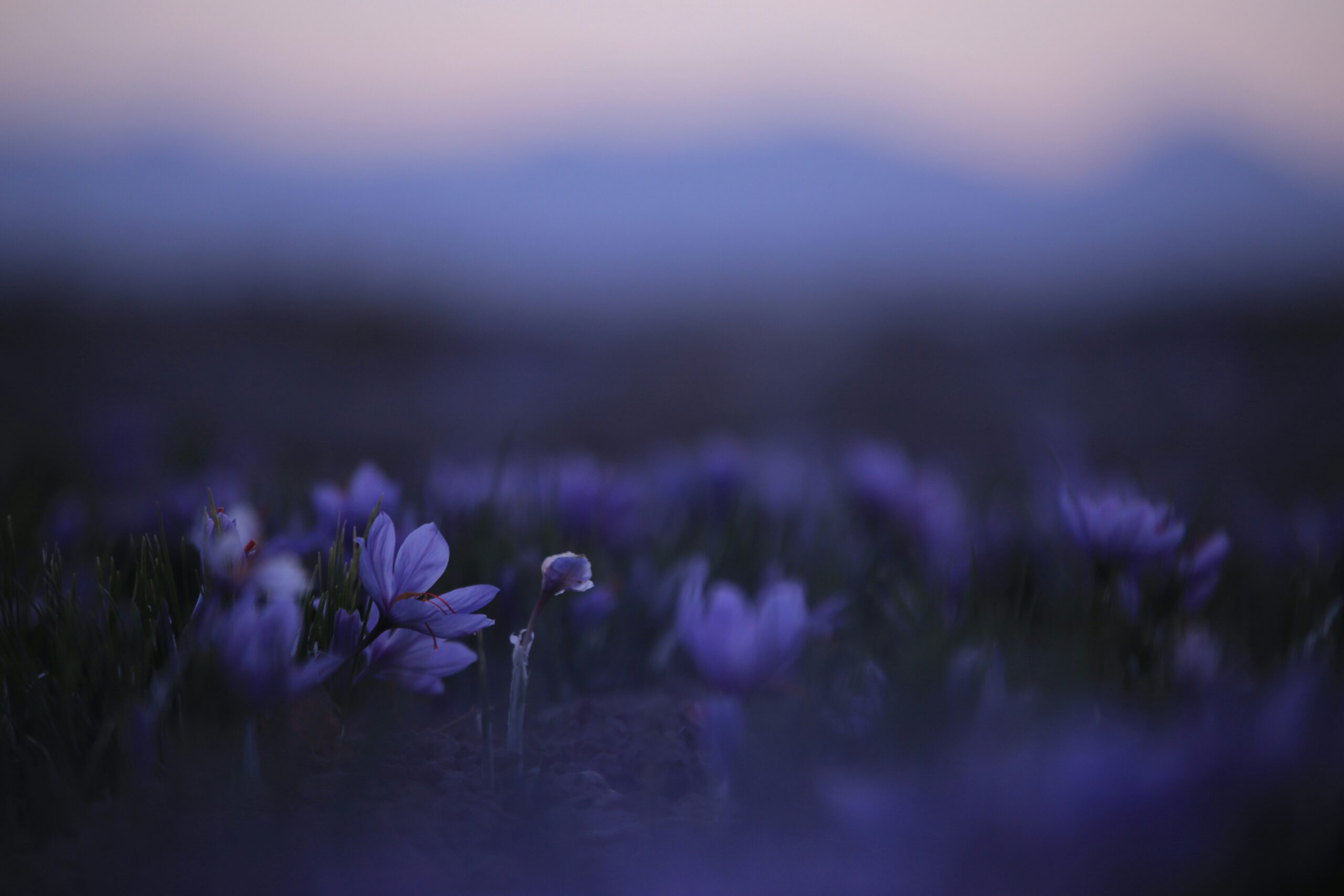 purple flower in tilt shift lens